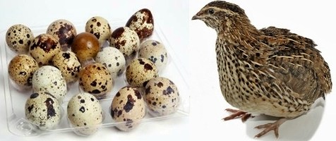 ouăle-de-prepeliţă