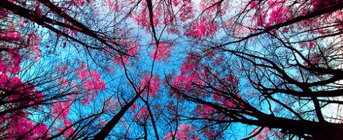 Tudor Arghezi - Niciodată toamna