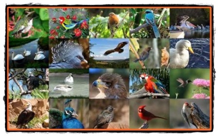 curiozitati despre pasari