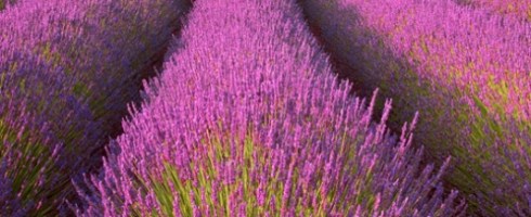 Lavanda