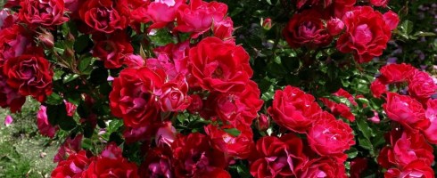 Rainer Maria Rilke - Lăuntrul trandafirilor-2