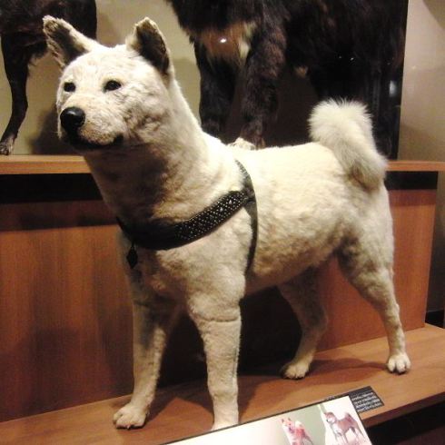 Taxidermy of Hachiko
