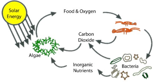 Ecosphere - principu de funcţionare