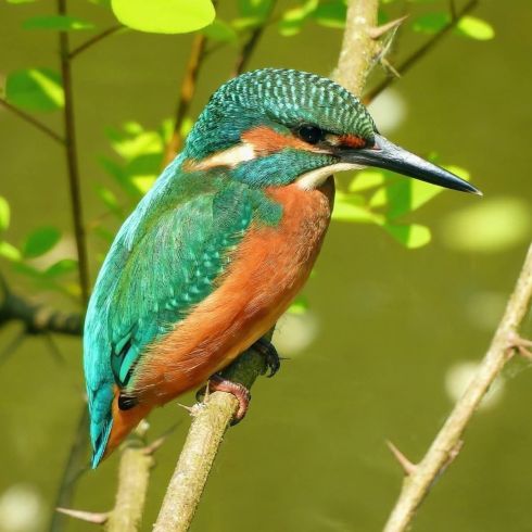 Societatea_Ornitologivă_Română_Pescărușul_Albastru